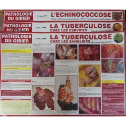 AFFICHES PATHOLOGIES DU GIBIER (5 FICHES)